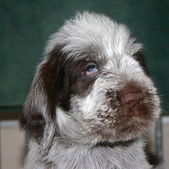 16-Mylo-29-12-2006