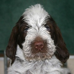 17-Sienna-29-12-2006