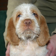 18-Isabel-29-12-2006