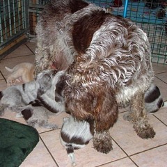 19-Puppies-NInna-dec06