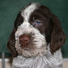Bram-29-12-2006