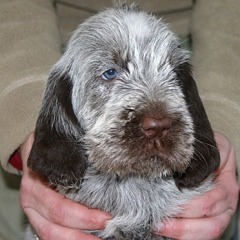 Gucci-29-12-2006