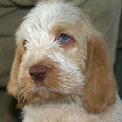 Mila-29-12-2006