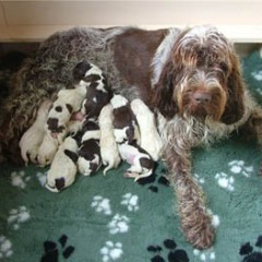 01_Puppies-Ninna-30-09-05-007