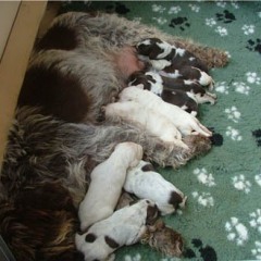02_Puppies-Ninna-10-dagen-jong-002