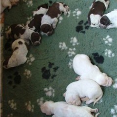 03_Puppies-Ninna-10-dagen-jong-010