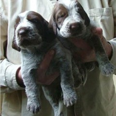 04_2-bruine-teefjes-Ninna-20-10-05