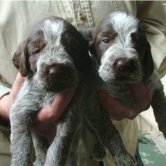 05_2-bruine-meisjes-20-10-05