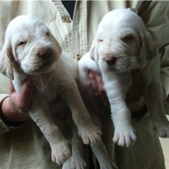 08_2-wit-oranje-teefjes-Ninna-20-10-05