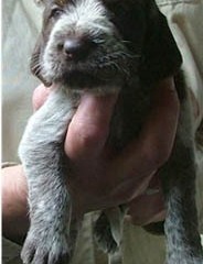 09_bruin-meisje-Ninna-20-10-05