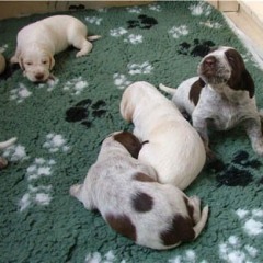 10_Puppies-Ninna-2-3-weken-1