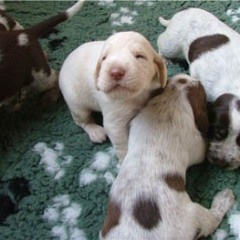 11_Puppies-Ninna-2-3-weken-2