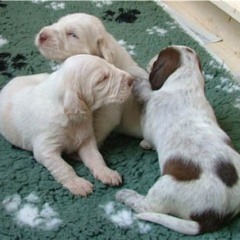 12_Puppies-Ninna-2-3-weken-2-3-weken-3