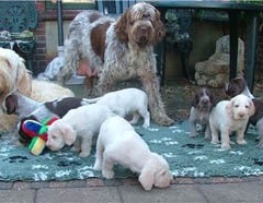 13_Puppies-Ninna-1-11-2005-met-Ninna-en-Ludo-021