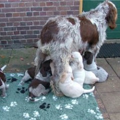 14_Puppies-Ninna-1-11-2005-1-004