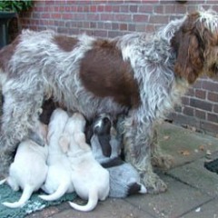 15_Puppies-Ninna-1-11-2005-001
