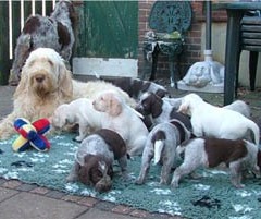16_Puppies-Ninna-1-11-2005-met-Ludo-1-018