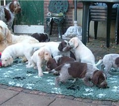 17_Puppies-Ninna-1-11-2005-met-Ludo-2-019