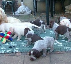 18_Puppies-Ninna-1-11-2005-met-Ludo-016